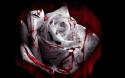 65235_Blood_Rose.