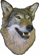 65345_Volk-001.
