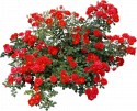 65453_0b21a696cfb5b97d534c0d232238ef40.