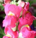 65499_IMG_1026_-_kopiya.
