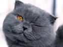 65842_cats_animals_funny_feline_wink_pets_blink_www_wallpaperhi_com_76.