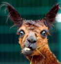 6594sillyllama1.