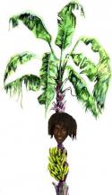 66012_NicNat_banana_tree2.