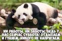 66014_Kartinka.