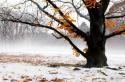 66103_Exposure-tree-720x477.