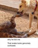 66136_why.