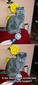 66225_koshka_i_reporter_kosmetika.