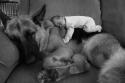 6687_cute-baby-sleeping-German-Sheppard-couch.