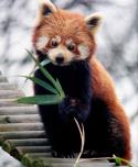 6720Ailurus_fulgens_RoterPanda_LesserPanda.