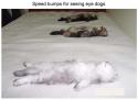 6723cat-speed-bumps-sleeping-kittens-humor-pic-cute-felines.