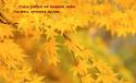6726_V_glazah_ryabit_ot_gyoltoi_peny_listvy.