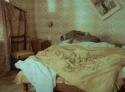 67486_suzi.