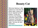 68226_Beauty_Cat.