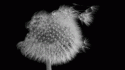 68473770354_0_0_tumblr_llnuccaLn21qkv32wo1_500_tlog.
