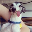 68647_derpy-dog-greyhound-sticking-tongue-zappa-161.