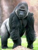 68658_54Gorilla.