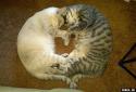 6889cats-16.
