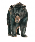 69158_1285615176_bear_19.