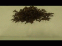 69400_gif-ants-water-drown-400564.