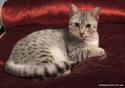 6946egyptian_mau_cat_5.