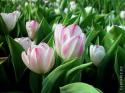 69872_1336017770_red_and_white_tulips-1.