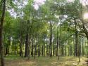 6994forest-1.