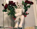 70134_Cat-in-flowers.