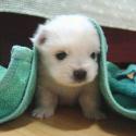 70375_Puppy_Towel.