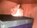 70515_gifpal-20131118141609.