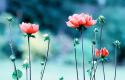 70762_tumblr_mip5kysmyT1rqy28qo1_500_-_kopiya.