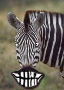 71126_23101558_15479225_11383970_veselaya_zebra.