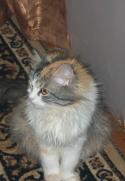 71202_Markiza.