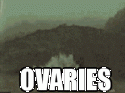 715ovaries.