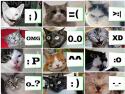 71lolcat-emoticon.