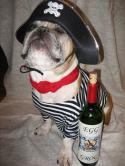 7243dog-pirate.