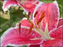 72598_tiger_lily.