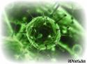 72639_virus.