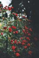 72880_tumblr_mc55zgAou01rxnmc1o1_500.