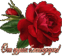 729177458425_77152800_roza_BLAGODARU.