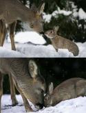 72919_Bambi-and-Thumper-meet.