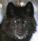 72951_Wolf.