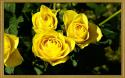 72989_yellow-roses-rose-flower-pictures-326-PR.
