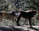 7323wolves001.