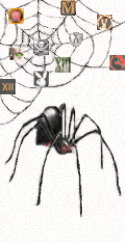 73490_pauk--z-k.