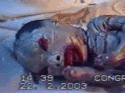 73514_harleq.