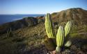 7361_World_Mexica_Mexico_cactus_tequila_022228_.