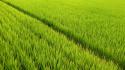 73751_rice-field.