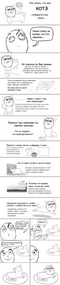 7381Kot_ubiica.