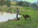 74121_kangaroo-kick.