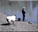 74207_funny-gifs-angry-sheep-rams-into-unsuspecting-fisherman.